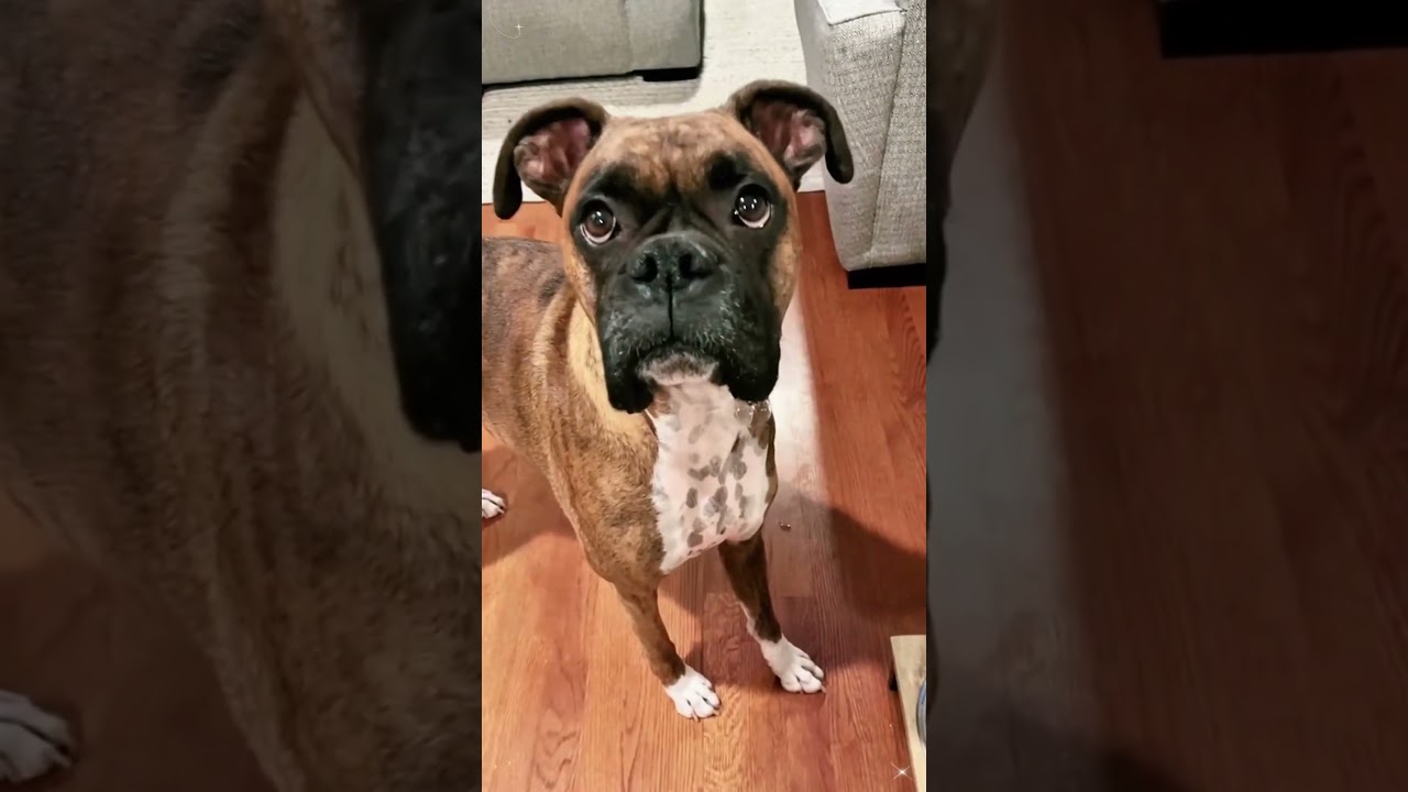 This is the face of betrayal #funny #pets #funnydog #funnypets