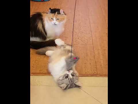 Прикольная игрушка для кошек #shorts