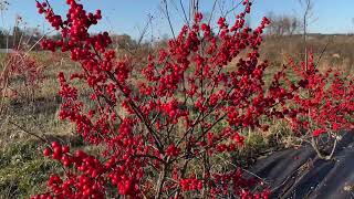 Growing Winterberry - Our First Harvest 