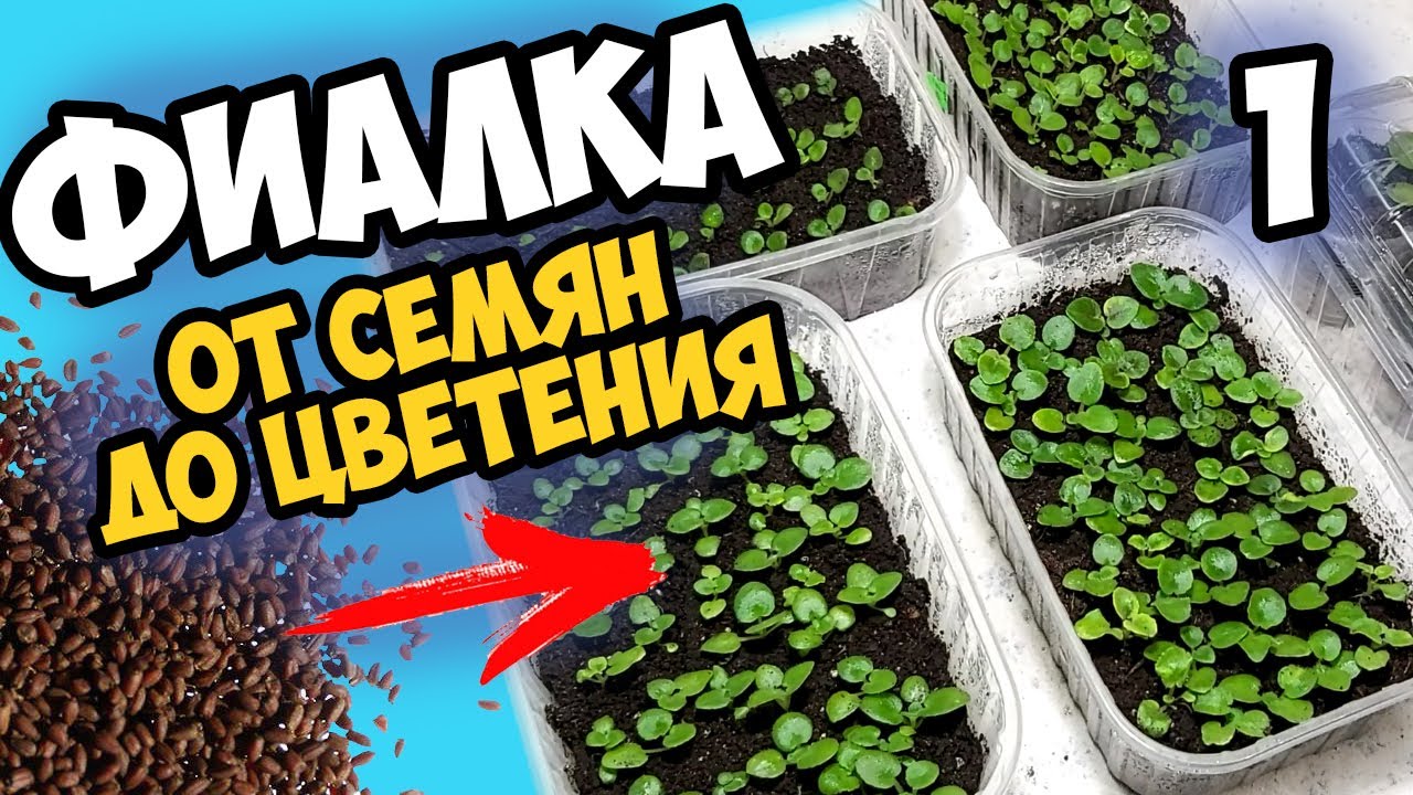 Фиалка от семечки до цветения. ЧАСТЬ 1. Эксперимент селекции фиалок в домашних условиях | violets