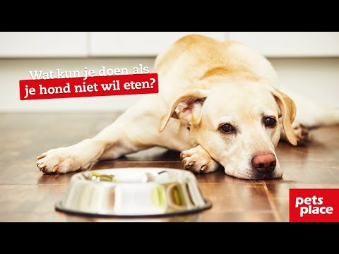 Video: Wat Te Doen Als Uw Hond Niet Eet?