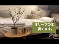 【オリーブの木育てます！】観葉植物 | 鉢植え替え