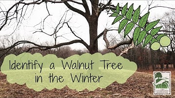 Identify a Walnut Tree in the Winter