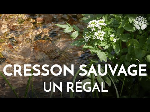 Vidéo: Cresson
