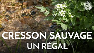 Le cresson sauvage ou cresson des fontaines est comestible et délicieux