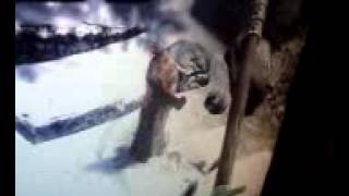 Glitching Skyrim:Goat breakdance. (Filmed on loaf of bread) VHS QUALITY