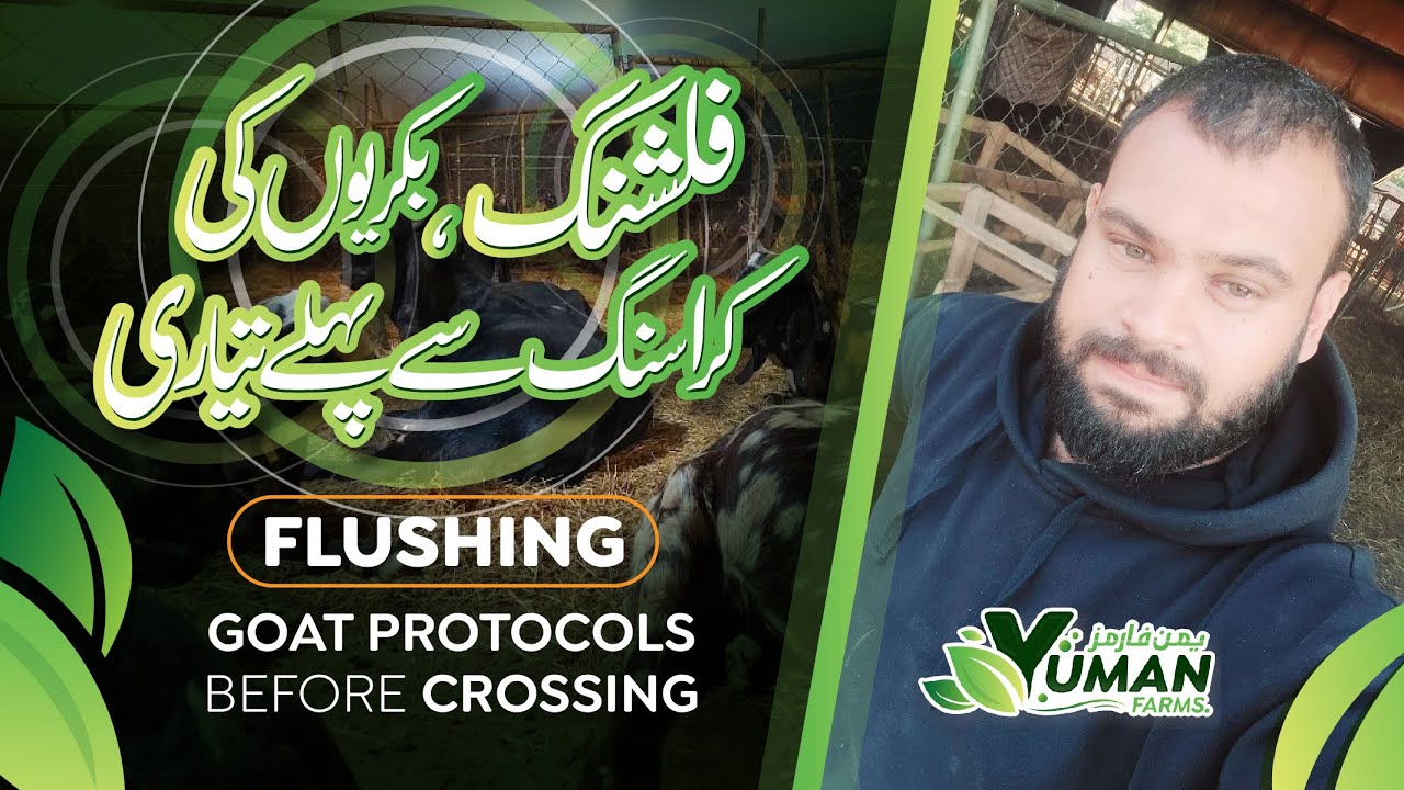 Flushing ، Goat Protocols before Crossing | فلشنگ، بکریوں کی کراسنگ سے پہلے تیاری