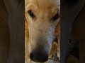Yak Cheese Dog Chews #petfinds #dogchew #dogchews #dogtreats #dogtreat