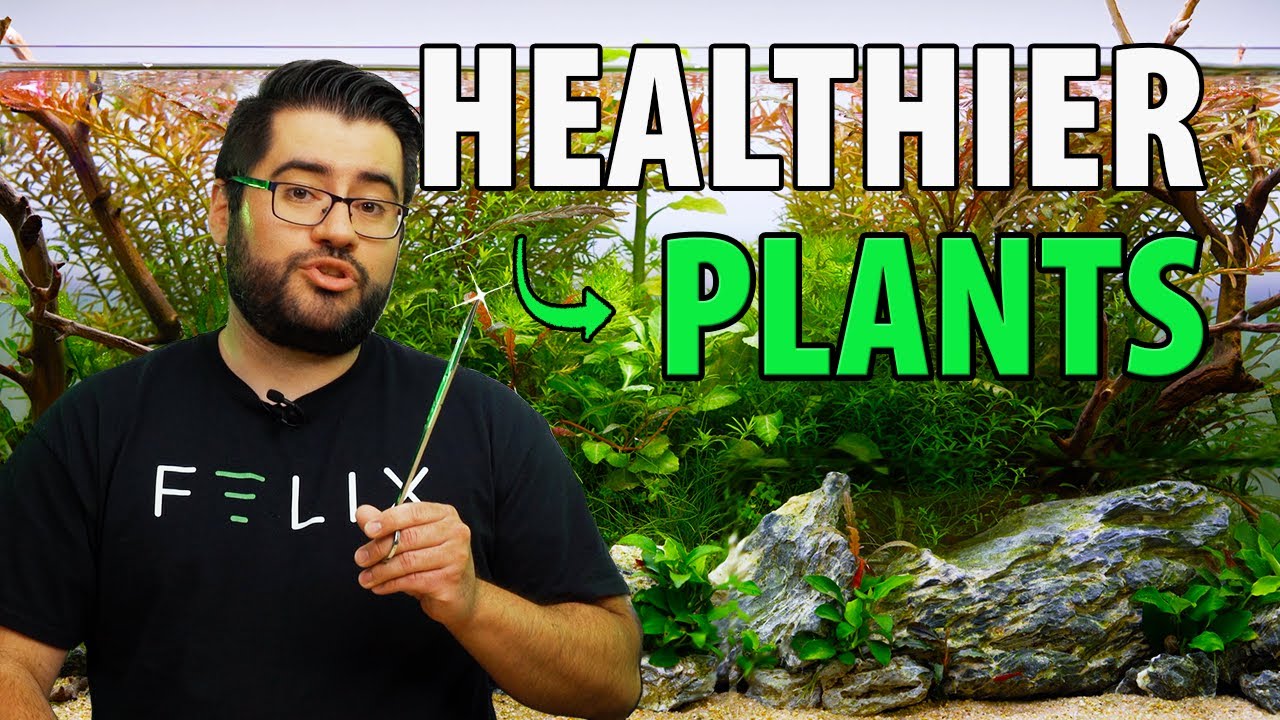How to Trim a Planted Aquarium Easy, Beautiful Results! YouTube
