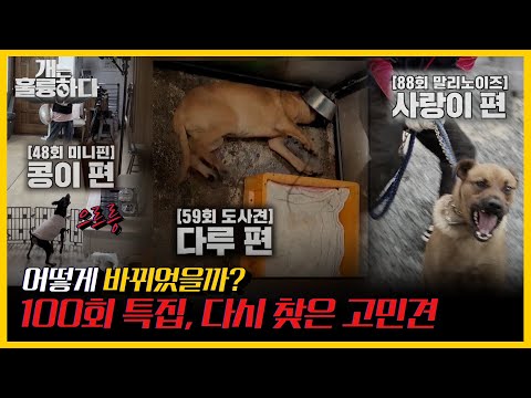 개훌륭 <strong>개과천선</strong> 스페셜🐶 궁금했던 고민견들의 근황 모음 | 개는 훌륭하다/Dogs Are Incredible | KBS 211101 방송