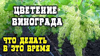 ЦВЕТЕНИЕ ВИНОГРАДА , ЧТО ДЕЛАТЬ В ЭТО ВРЕМЯ. И КАК ОТЦВЕЛО БОЛЕЕ 50 СОРТОВ ВИНОГРАДА