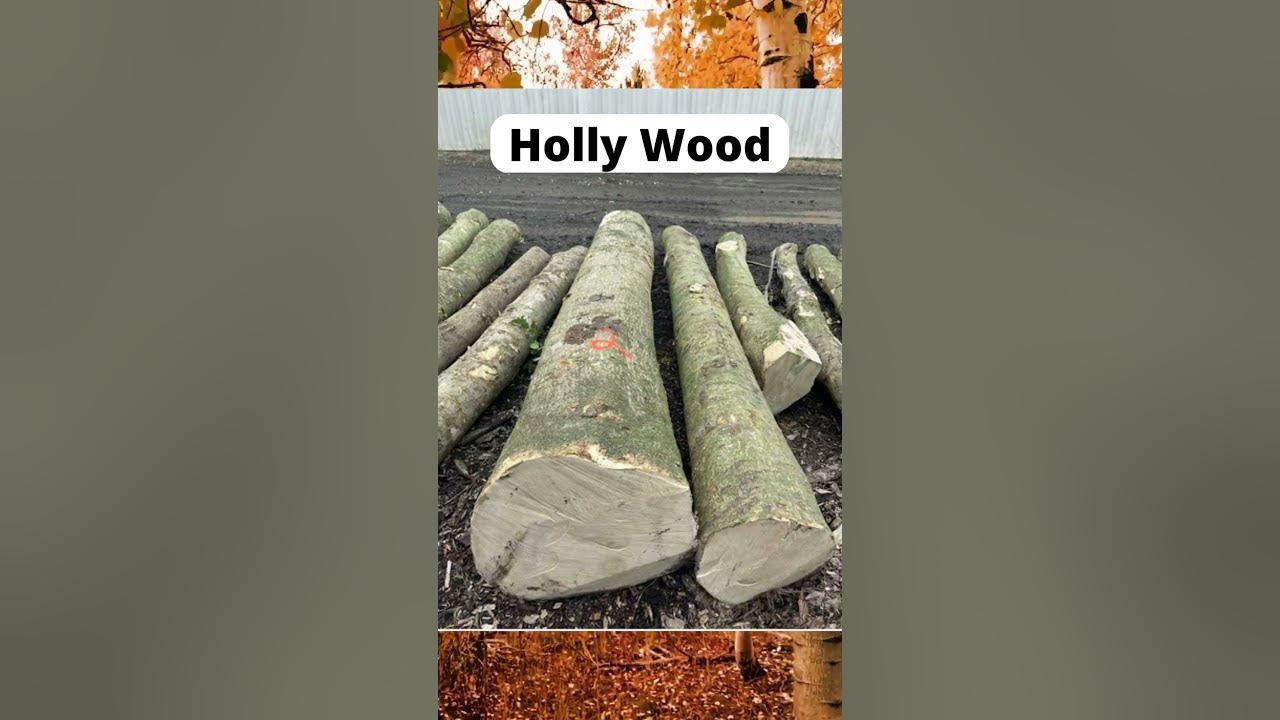 Top 5 Rarest Wood in the World Part 2 YouTube