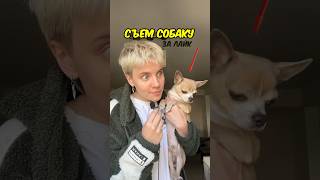 Thumbnail for ем собаку за 1 лайк