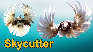 Most beautiful flying pigeon Skycutter - Fly like a butterfly