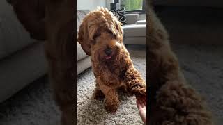 Labradoodle doing his favorite trick! #australianlabradoodle #short #trending #puppy #dog