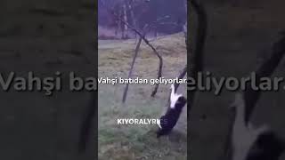 Vahşi Batılı Kedi