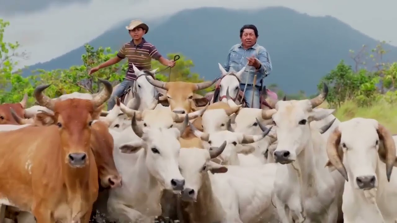 Not A Blade of Grass, Guyana belongs to Guyanese.