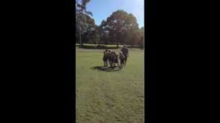 The Kenmore Bears under 8 Aussie Rules fight song mighty mighty kenmore
