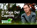 El Viaje Del Caprino - Somos Campo.Tv