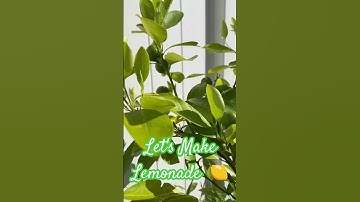 #freshlemon #asmr  #lemonade #kalamansi #refreshing #satisfying #shortsvideo  #shorts