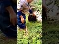 traditional tools for cleaning Azolla plants #shorts