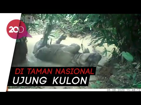 Langka! Badak Jawa Tertangkap Kamera Bergulingan di Kubangan