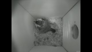 Nestbox 20180824/00:00 - 310 frames with movement