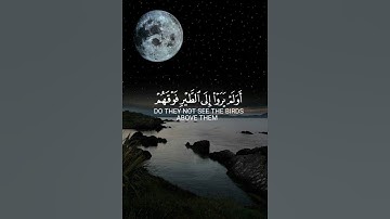 {أَوَلَمْ يَرَوْا إِلَى الطَّيْرِ فَوْقَهُمْ صَافَّاتٍ وَيَقْبِضْنَ}|القارئ شريف مصطفى|😔🌿💔