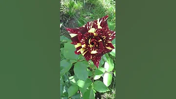 Как удобрять розы золой? 🌹