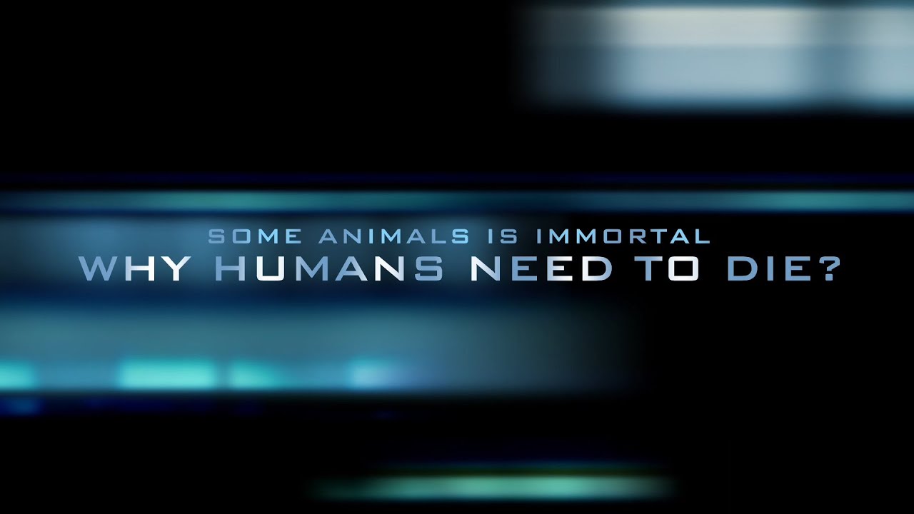 IMC: Immortality coins - imcoins.org