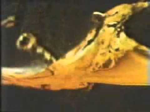 ロバートブラウン 