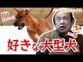 【ペスト5】パンク町田が好きな大型犬【P1グランプリ】