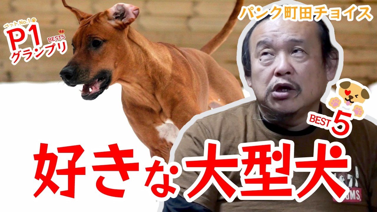 Pest 5] Punk Machida's favorite large dog [P1 Grand Prix] - YouTube