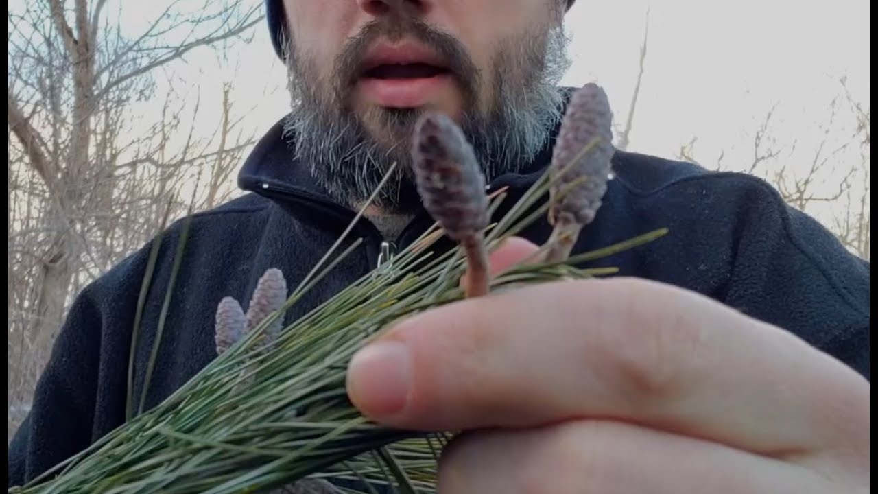 Winter Wild Edibles - What to Forage in Late Winter - Part 2