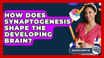 How Does Synaptogenesis Shape The Developing Brain? - Brain Development Hub