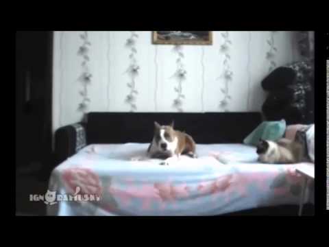 Βίντεο: Ανεπάρκεια μαγνησίου σε σκύλους