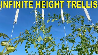 How To GROW TOMATOES To An Unlimited Height In High Winds!
