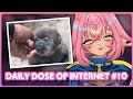 El xox reacts to daily dose of internet 10