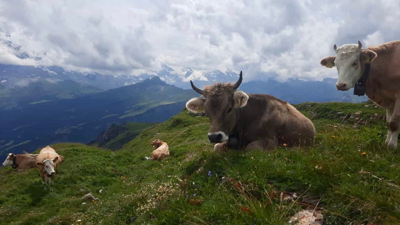 Faszination Alpsommer - auf der Alpe Stierhof im Kleinwalsertal