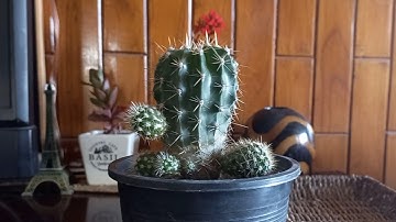 How To Repot A Cactus | How To Propagate Cactus #cactus #repotting #succulents