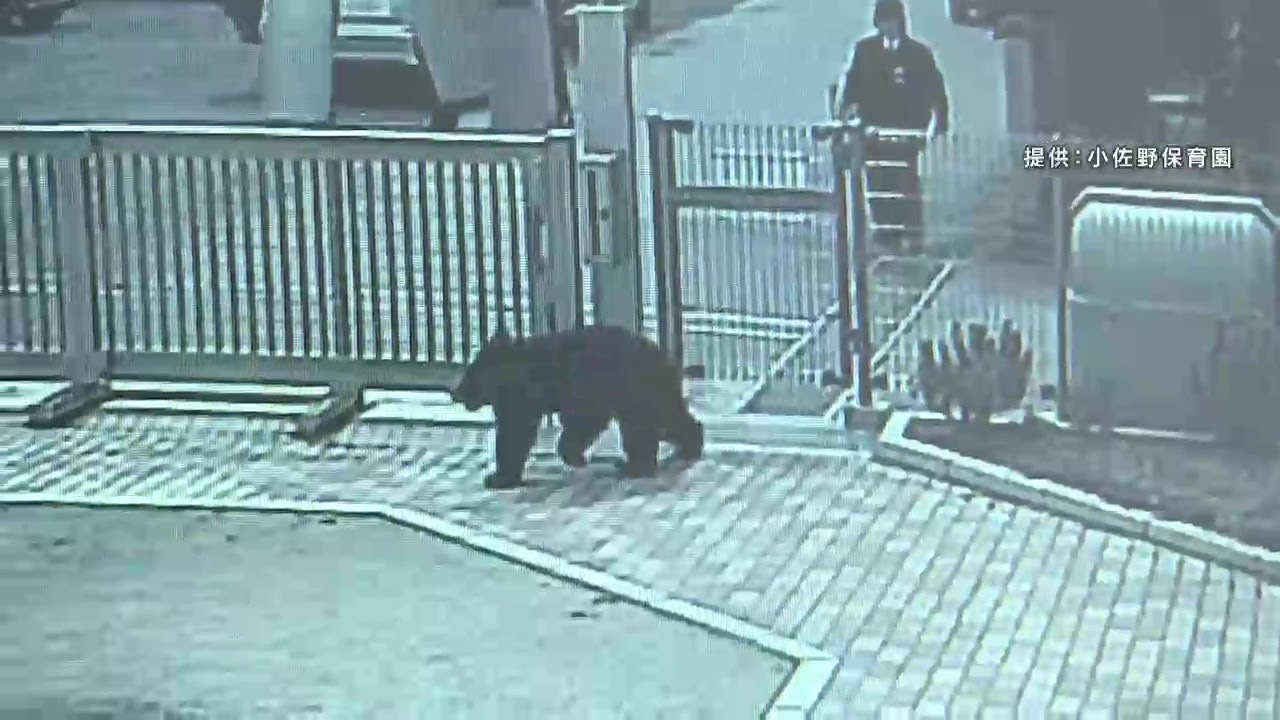 Bear runs through nursery school grounds while children are taking
