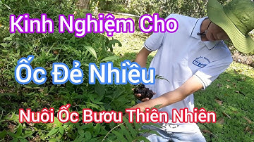 Nuôi Ốc Bươu Đen Thiên Nhiên Cách Cho Ốc Đẻ Nhiều | Trại Ốc  Bươu Giống Mê Kông
