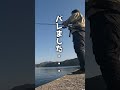 こんなオオモンハタ見たことない #shorts #釣り #ショアジギング #fishing #ライトショアジギング