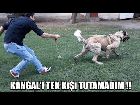 KANGAL'I TEK KİŞİ TUTAMADIM !! ( Kangal Yavrusu, Kangal Çiftliği ) Biggest Dogs, Power Dog