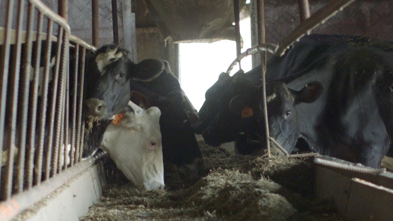 farmers insurance Applegate: Iowa Dairy Farm Practices: No GMOs, No Pesticides!