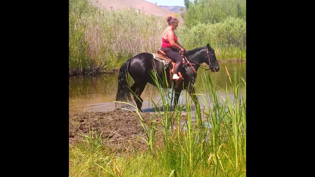 Annie the Missouri Fox trotter enjoying the creek YouTube