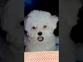Angel's First Trip to the Mall 🛍 Mini Bichon Frise Puppy