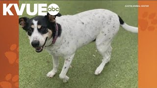 Meet Maggie, a 7-year-old Heeler mix up for adoption at Austin Animal Center | Pet of the Week by KVUE 80 views 1 day ago 2 minutes, 32 seconds