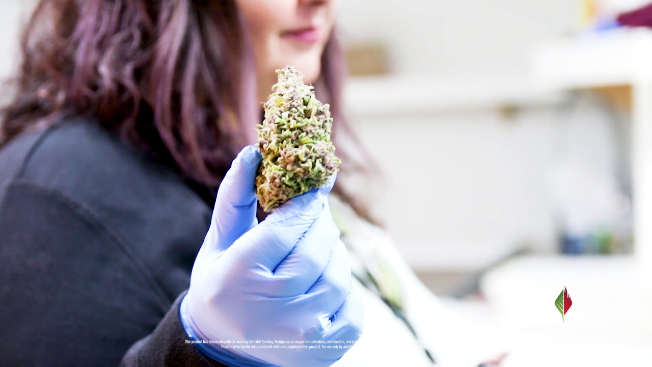 Weed Farm Tour | The High Road