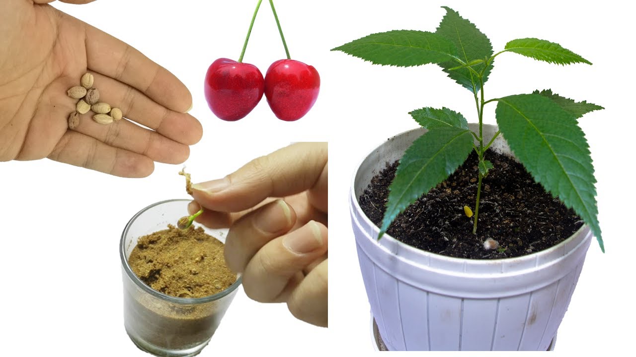 Growing Cherry Tree From Seed Time-Lapse  Cherry Seed Germination How To Grow Cherry Tree From Seed